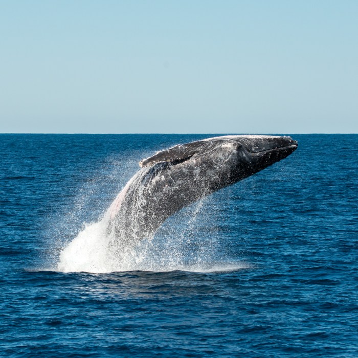 Our Sustainability Goals - Coral Bay, WA | Ningaloo Reef Dive