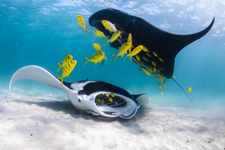 Manta Rays