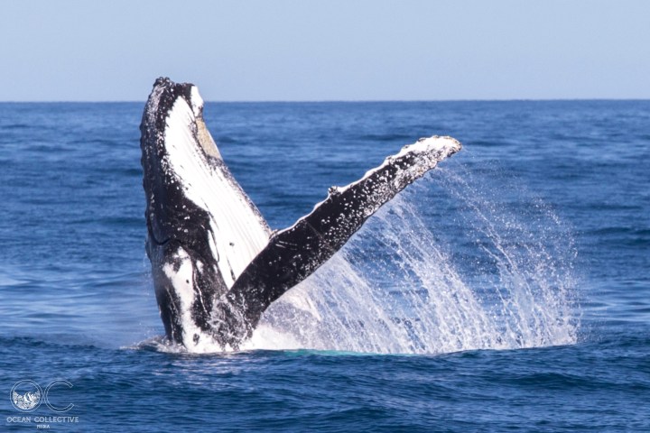 a whale jumping out of the water